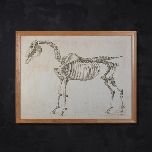 HORSE SKELETON WALL ART